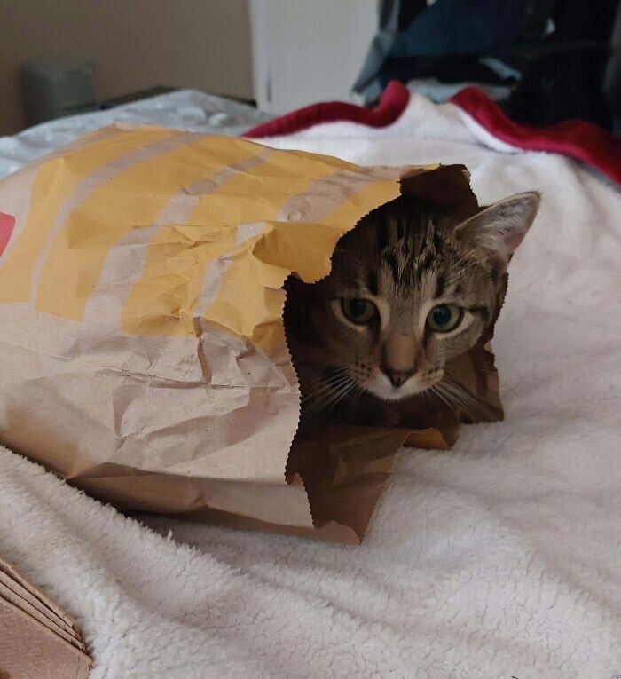 
        35&nbsp;доказательств, что&nbsp;котикам везде удобно    