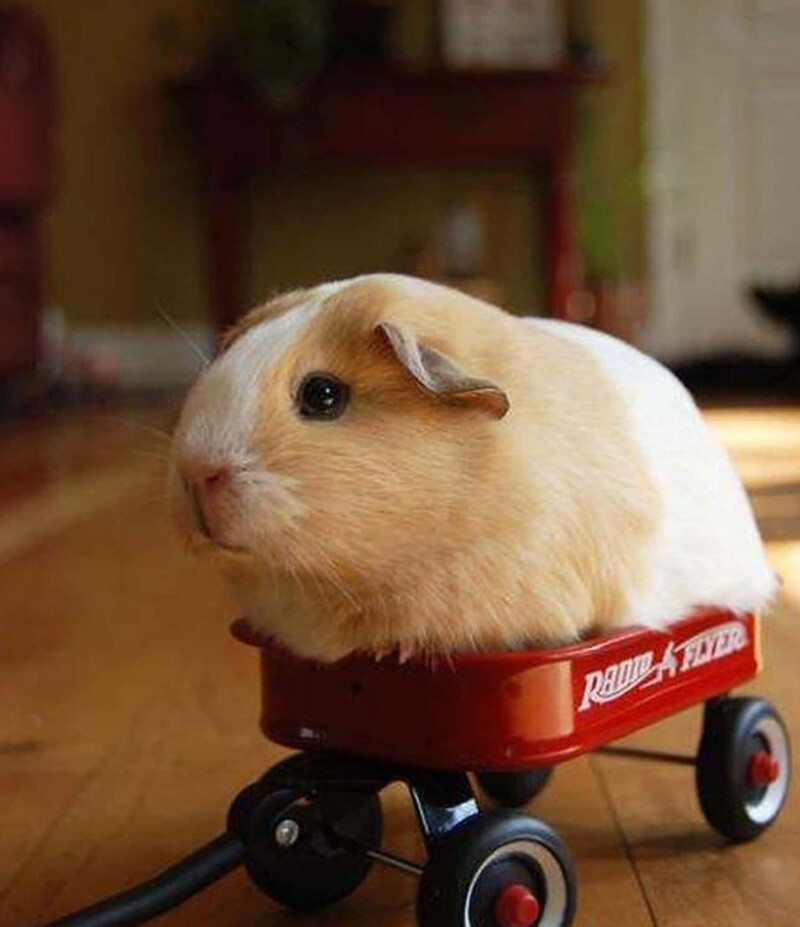 
        22&nbsp;очаровательных создания, которые способны с&nbsp;комфортом разместиться где&nbsp;угодно    