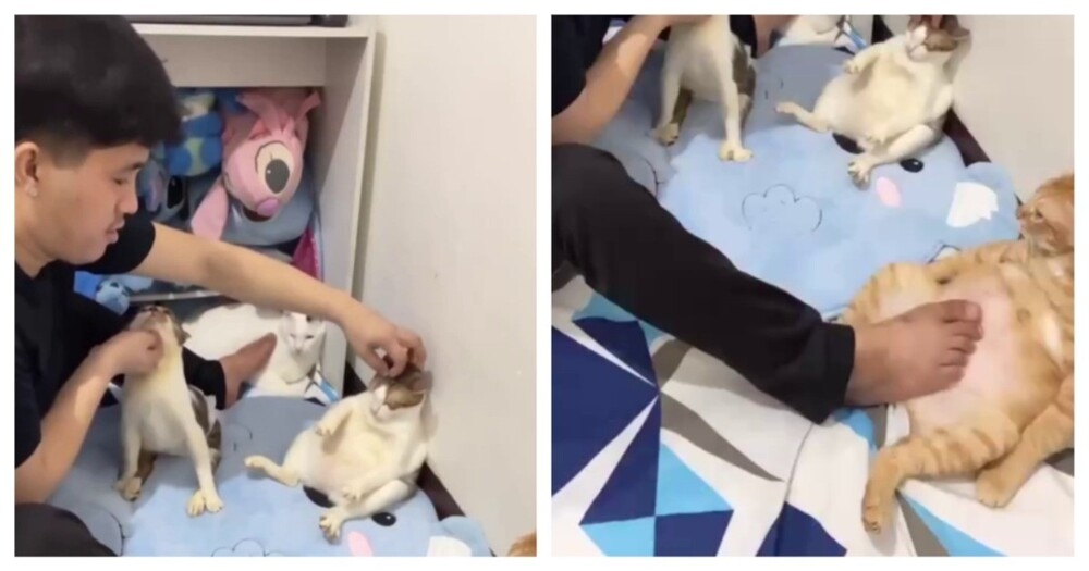 
        Мистер многозадачность    