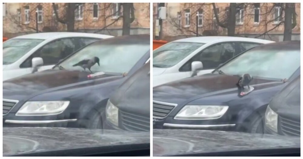 
        Ворона скатилась на&nbsp;бутылке с&nbsp;машины    