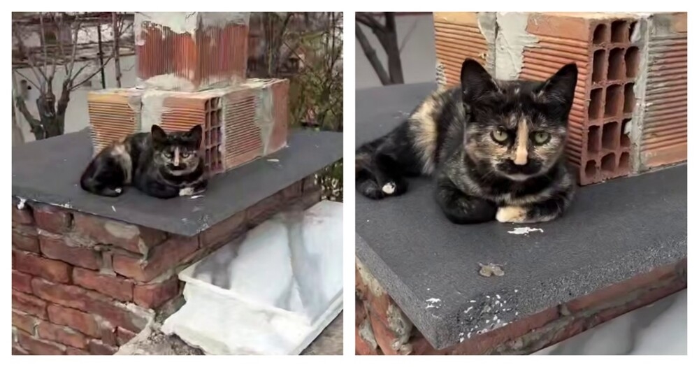 
        Кошка с&nbsp;причудливым окрасом шерсти    