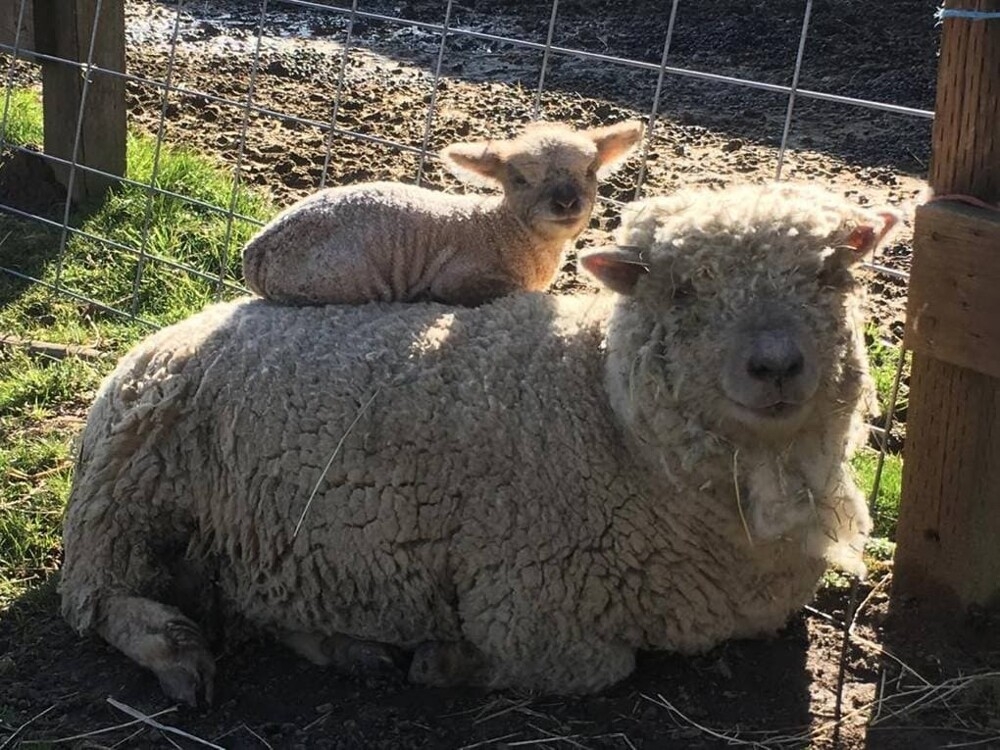 
        18&nbsp;трогательных моментов из&nbsp;жизни семейств диких зверей и&nbsp;домашних животных    