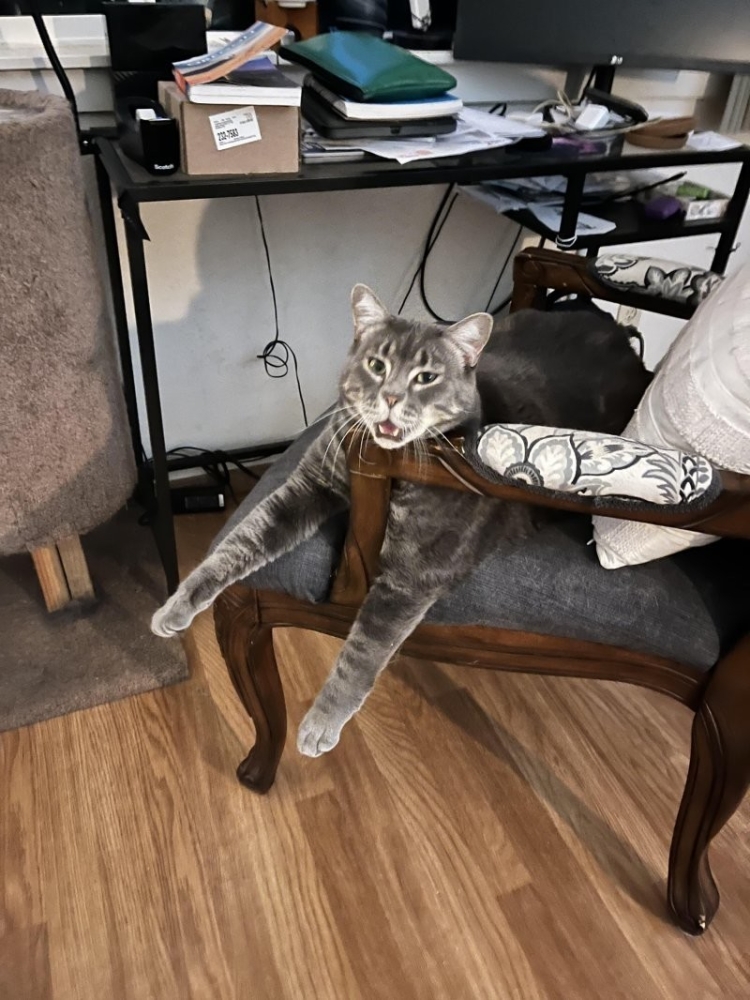 
        30&nbsp;кошачьих поз, которые смешнее любого мема    