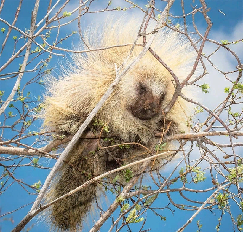 Поркупин: смертельно опасный зверь, о котором мало кто знает
Поркупин: смертельно опасный зверь, о котором мало кто знает