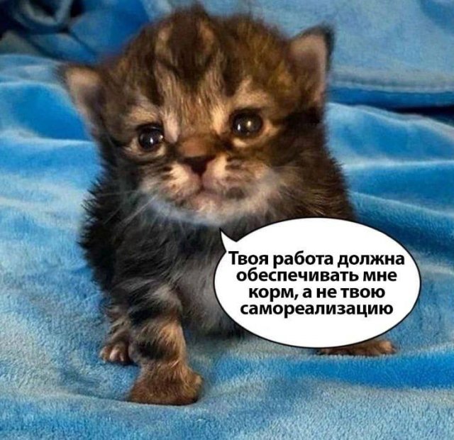 Смешные мемы - 03.11.2025 (15 фото)