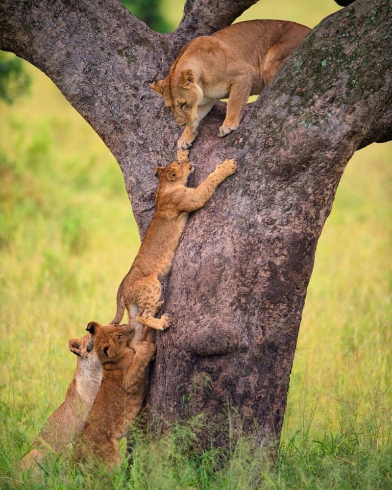 
        20&nbsp;примеров невероятной глубины пушистых сердец    
