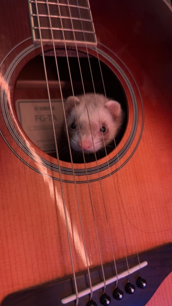 30 забавных снимков животных, попавших в затруднительные ситуации
30 забавных снимков животных, попавших в затруднительные ситуации