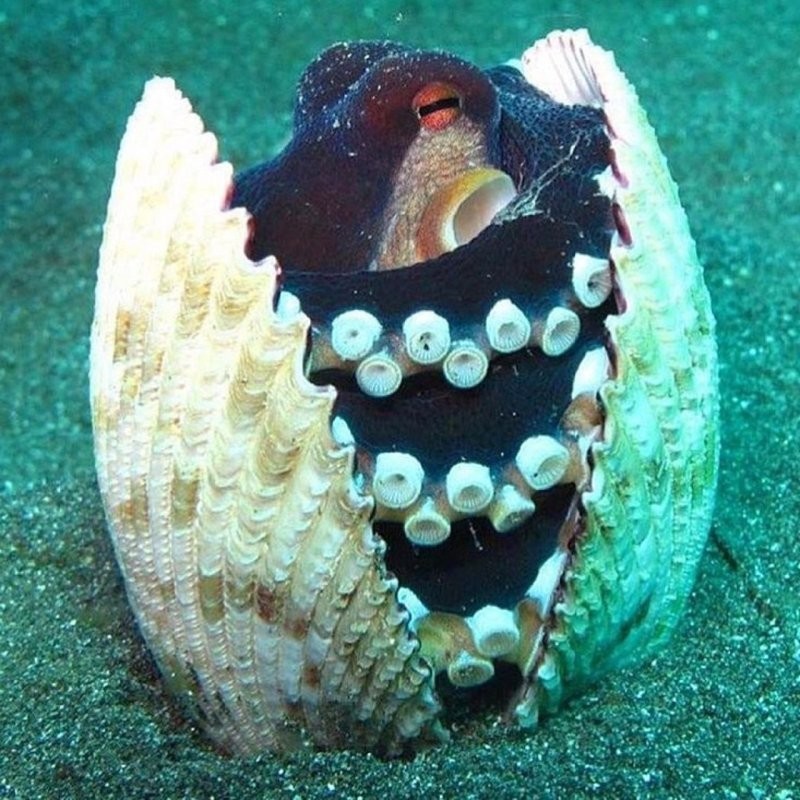 
        22&nbsp;очаровательных создания, которые способны с&nbsp;комфортом разместиться где&nbsp;угодно    