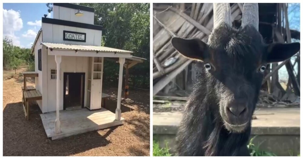 Мужчина построил «отель» для козла
Мужчина построил «отель» для козла
