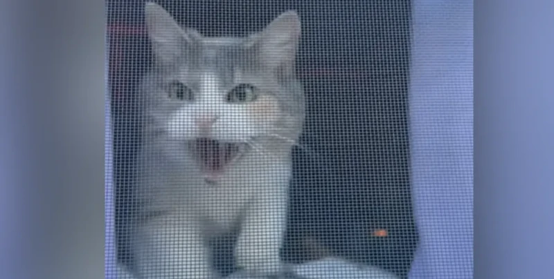 
        Принял за&nbsp;чужака: кот&nbsp;не&nbsp;узнал хозяйку    