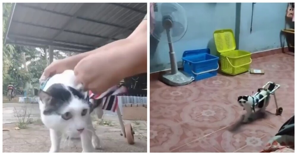 
        Инвалидная коляска для&nbsp;кота    