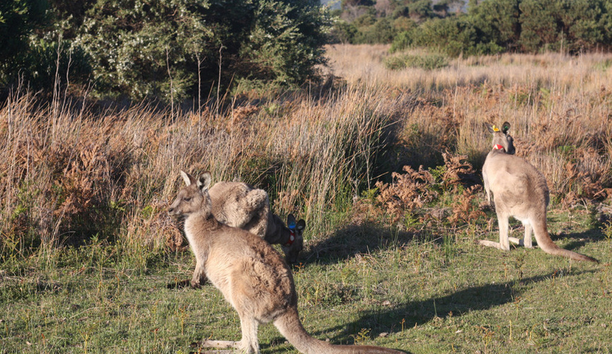 
        Правда ли, что&nbsp;в&nbsp;Австралии разводят и&nbsp;едят кенгуру, как&nbsp;коров или&nbsp;овец?    