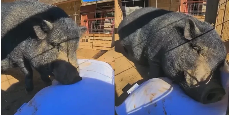 
        Нашёл счастье: домашний кабанчик стал мегазвездой из-за реакции на&nbsp;подарок хозяйки    