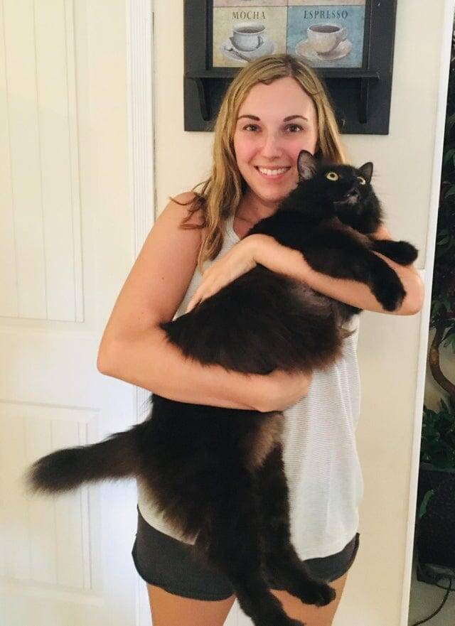 
        18&nbsp;котиков, которые благодаря своим размерам могут считаться сразу за&nbsp;двух питомцев    