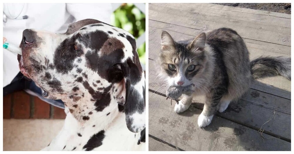 
        Реальные истории, подтверждающие высокий интеллект и&nbsp;развитую интуицию домашних питомцев    