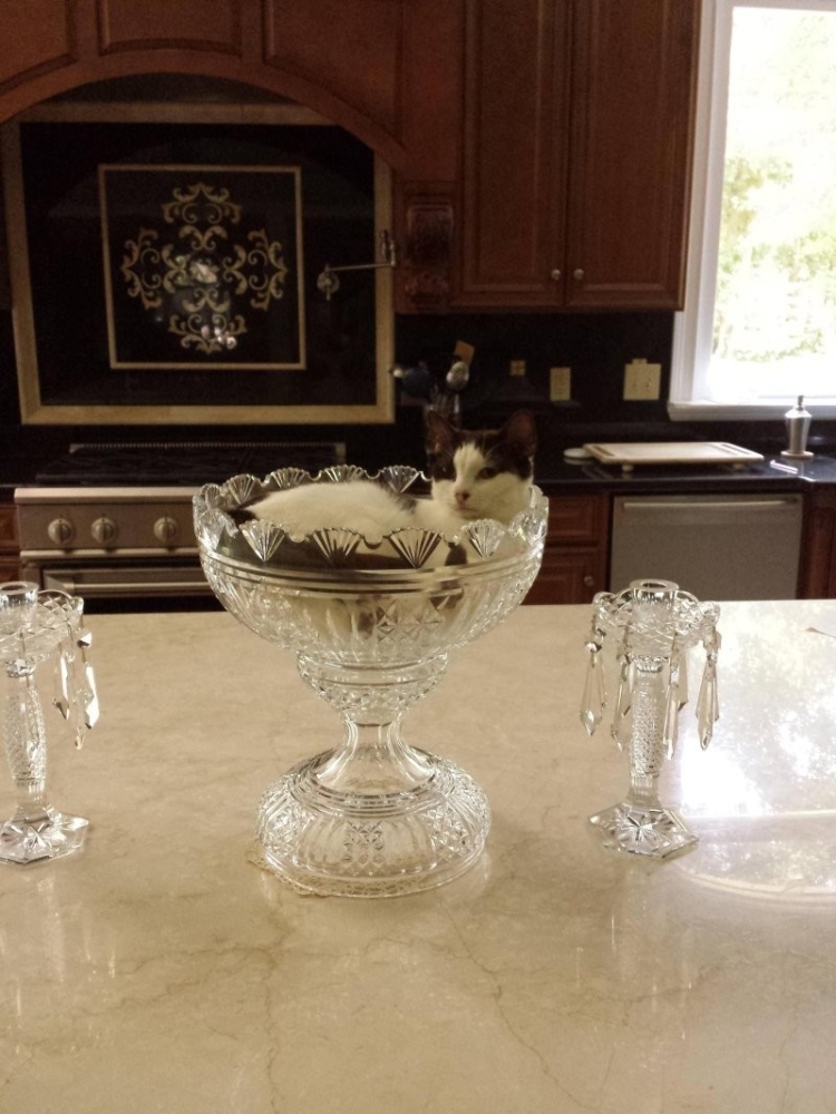 
        22&nbsp;очаровательных создания, которые способны с&nbsp;комфортом разместиться где&nbsp;угодно    