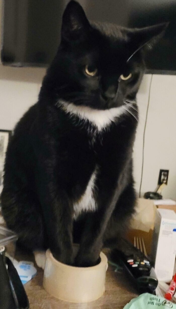 
        35&nbsp;доказательств, что&nbsp;котикам везде удобно    