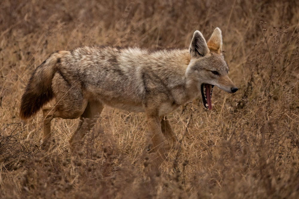 Золотистый волк: самый слабый и маленький хищник в мире
Золотистый волк: самый слабый и маленький хищник в мире