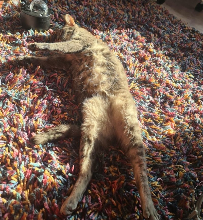 
        30&nbsp;кошачьих поз, которые смешнее любого мема    