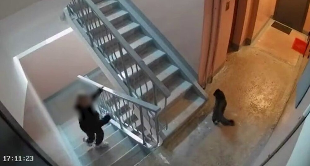 Мальчик избил кота в подъезде во Владивостоке
Мальчик избил кота в подъезде во Владивостоке