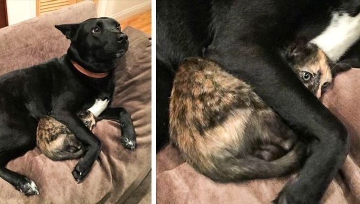 
        20&nbsp;примеров невероятной глубины пушистых сердец    