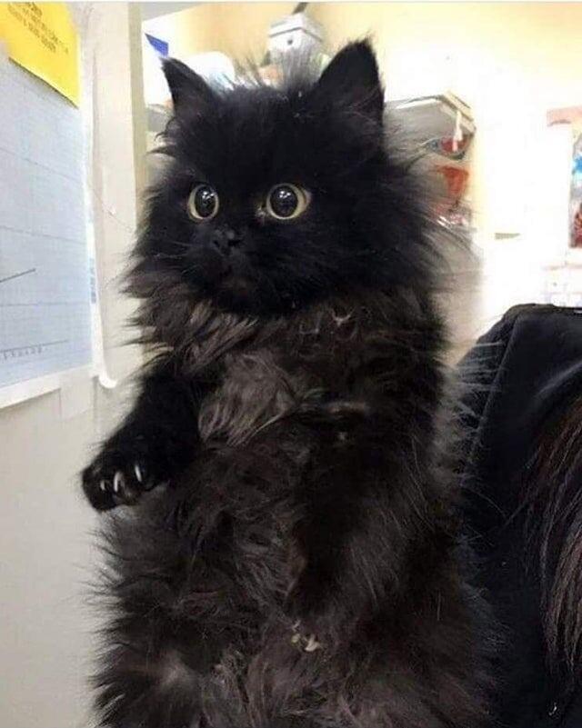 
        18&nbsp;фотографий, которые доказывают, что&nbsp;чёрные котики приносят хорошее настроение    