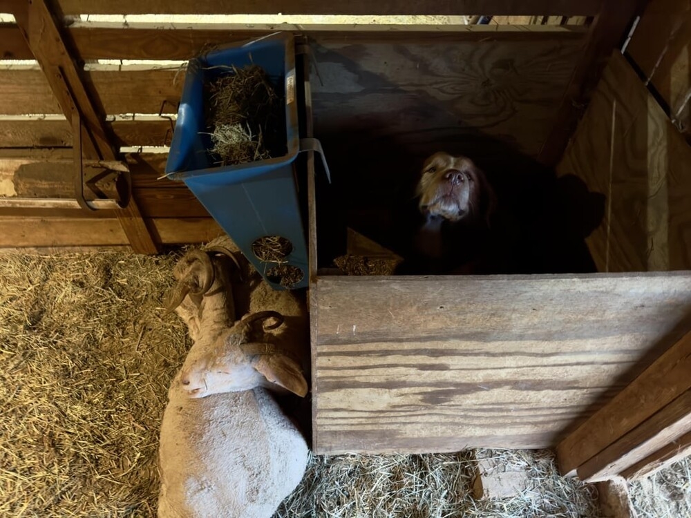 30 забавных снимков животных, попавших в затруднительные ситуации
30 забавных снимков животных, попавших в затруднительные ситуации