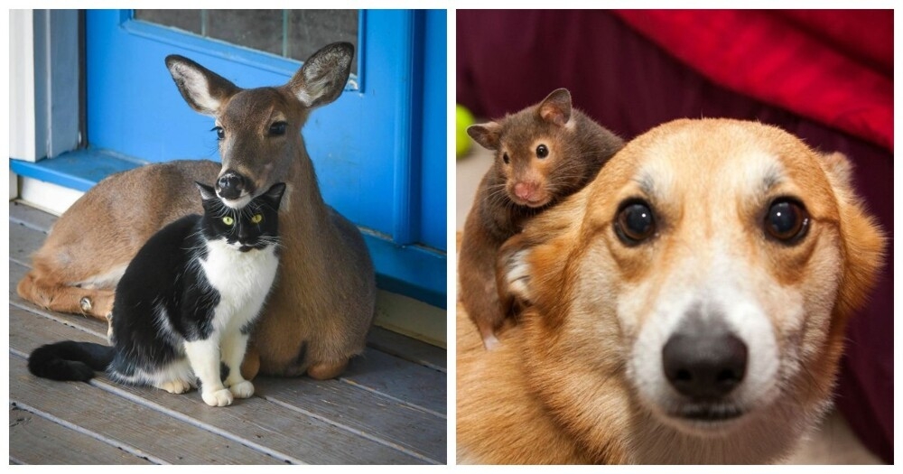 
        20&nbsp;примеров невероятной глубины пушистых сердец    