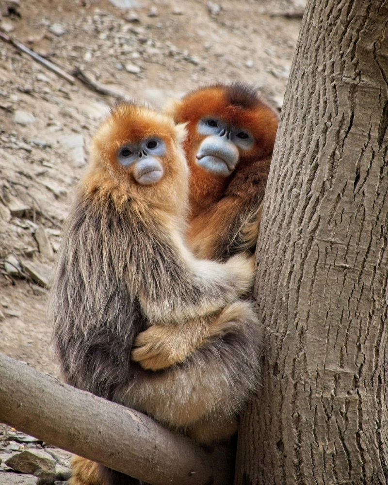 Курносая обезьяна: лишилась носа и «посинела» от холода
Курносая обезьяна: лишилась носа и «посинела» от холода