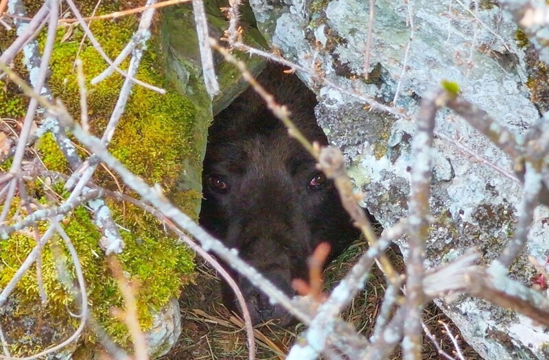 
        Редкие кадры засыпающего в&nbsp;берлоге медведя    