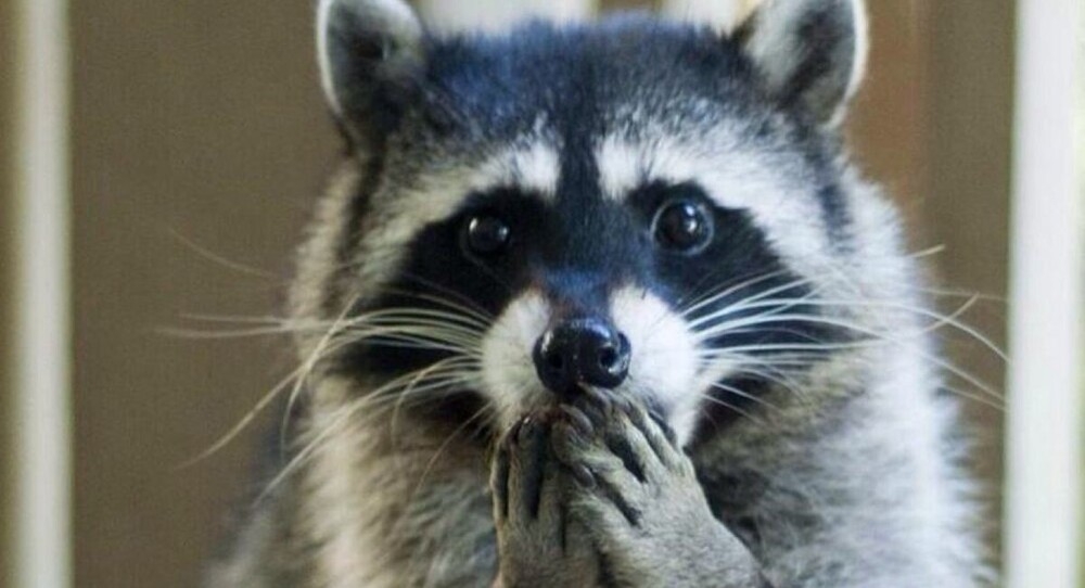 
        Как&nbsp;выглядит лысый енот    