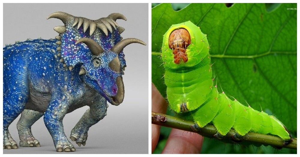 10 невероятных рекордсменов животного мира
10 невероятных рекордсменов животного мира