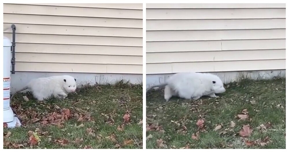 
        В&nbsp;США&nbsp;засняли жирненького опоссума-альбиноса    