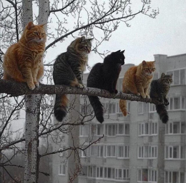 
        35&nbsp;доказательств, что&nbsp;котикам везде удобно    