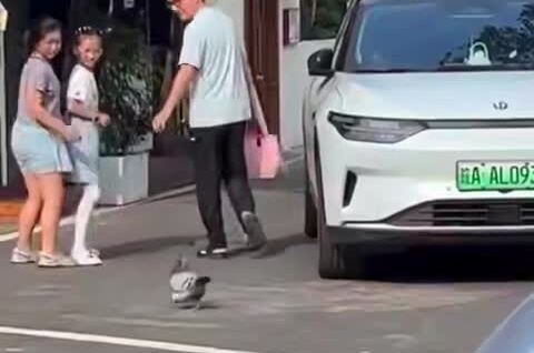 В Китае голубь растолстел от ресторанных угощений и утратил способность летать
В Китае голубь растолстел от ресторанных угощений и утратил способность летать