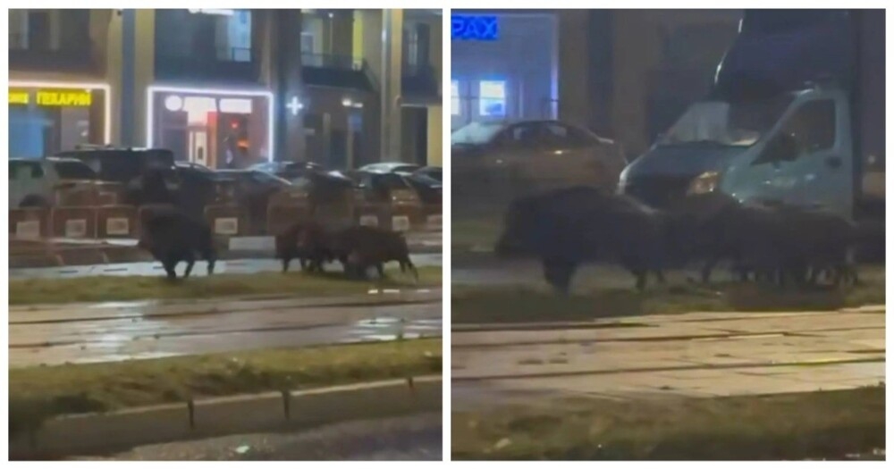 
        Семейство кабанов на&nbsp;трассе в&nbsp;Санкт-Петербурге    