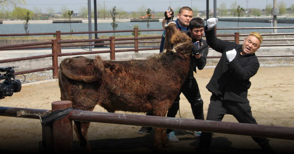 Китайская борьба с быком голыми руками
Китайская борьба с быком голыми руками