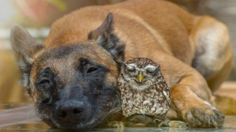 
        20&nbsp;примеров невероятной глубины пушистых сердец    