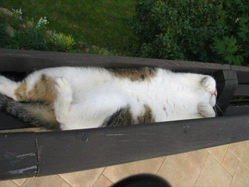 
        22&nbsp;очаровательных создания, которые способны с&nbsp;комфортом разместиться где&nbsp;угодно    