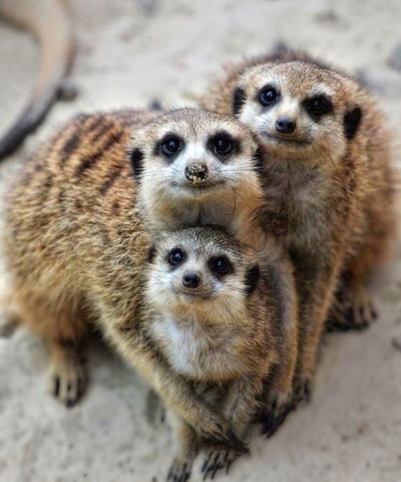 
        18&nbsp;трогательных моментов из&nbsp;жизни семейств диких зверей и&nbsp;домашних животных    