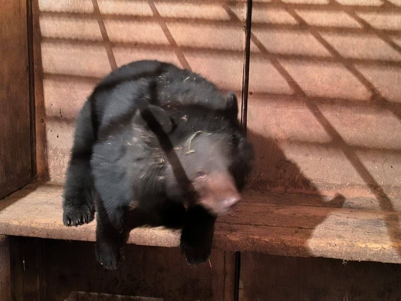 
        В&nbsp;Приморье гималайский медведь пришёл в&nbsp;одну из&nbsp;местных школ    