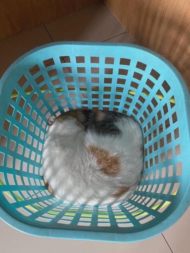 
        35&nbsp;доказательств, что&nbsp;котикам везде удобно    