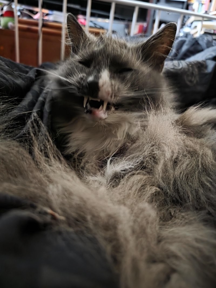 
        30&nbsp;кошачьих поз, которые смешнее любого мема    