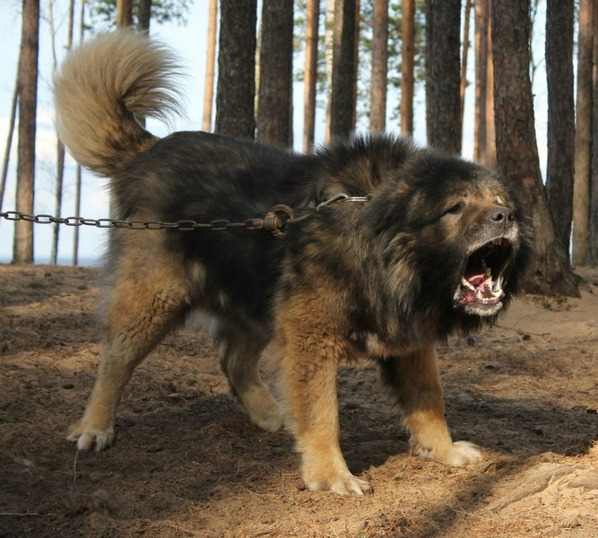 Рейтинг собак по мощности укуса: какая порода оказалась безумно сильна?
Рейтинг собак по мощности укуса: какая порода оказалась безумно сильна?