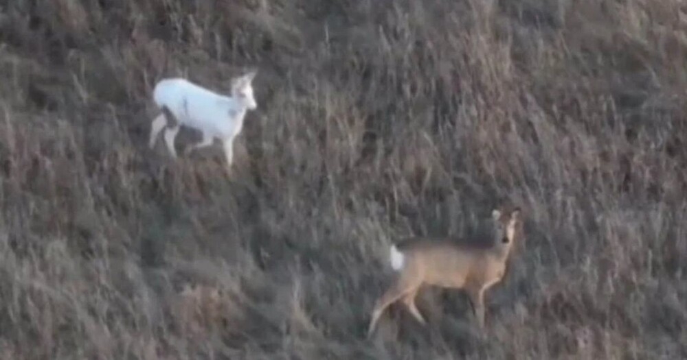 
        Почти белоснежная косуля замечена в&nbsp;Новосибирской области    