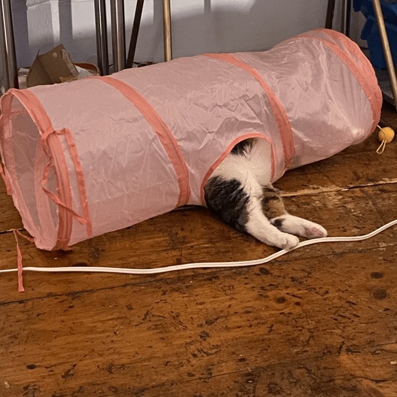 
        30&nbsp;кошачьих поз, которые смешнее любого мема    