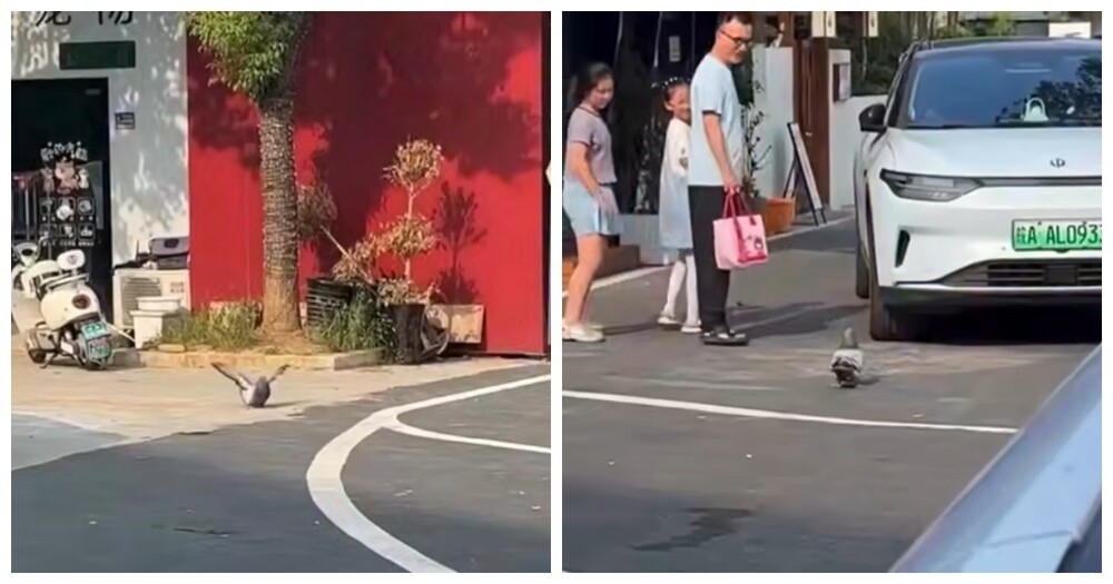 В Китае голубь растолстел от ресторанных угощений и утратил способность летать
В Китае голубь растолстел от ресторанных угощений и утратил способность летать