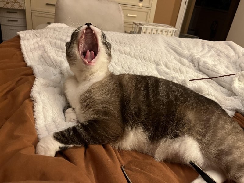 
        30&nbsp;кошачьих поз, которые смешнее любого мема    