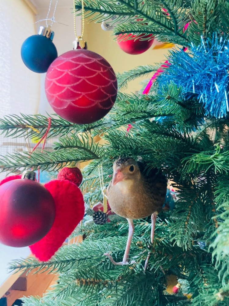 
        История о&nbsp;том, как&nbsp;птица пыталась соблазнить хозяйку    