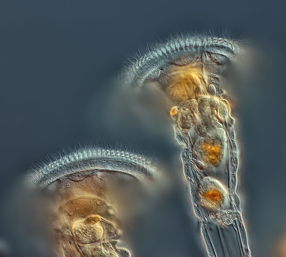 
        Коловратка: живёт в&nbsp;соседней луже и&nbsp;спит по&nbsp;25&nbsp;тысяч лет    